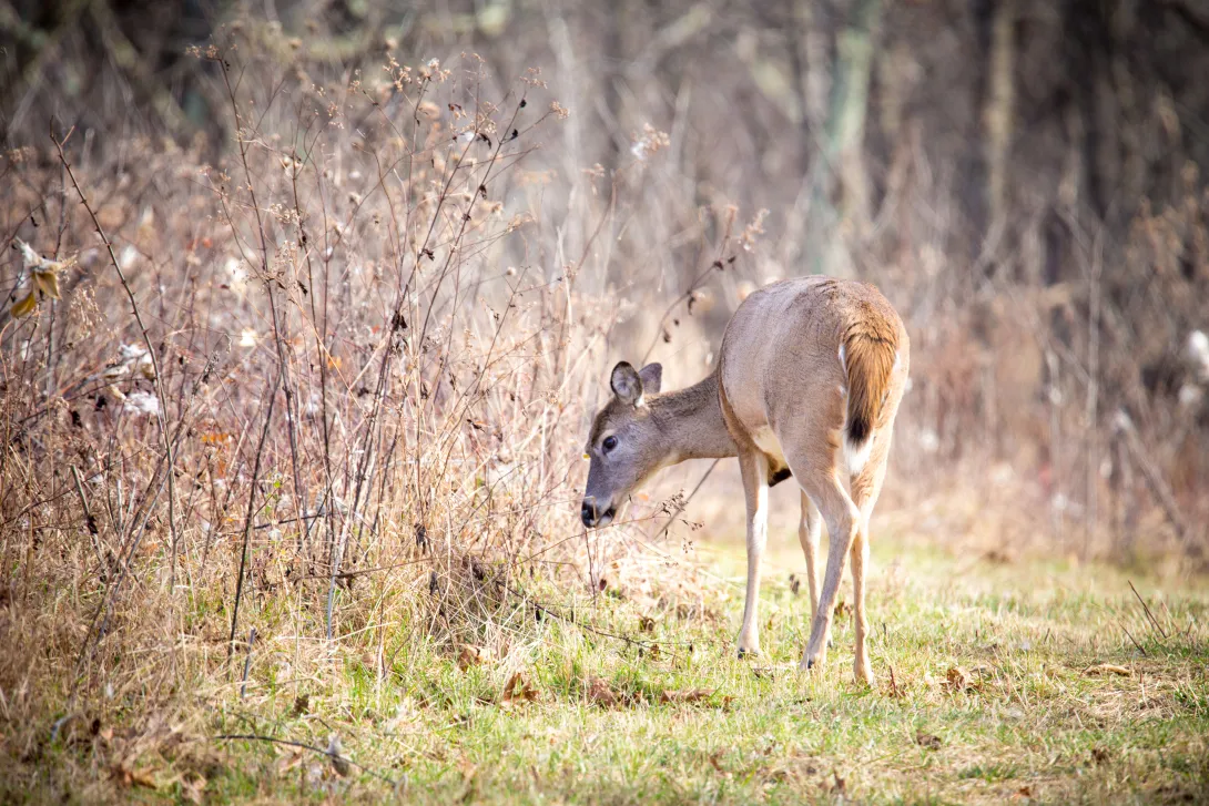 deer at the edge of a field