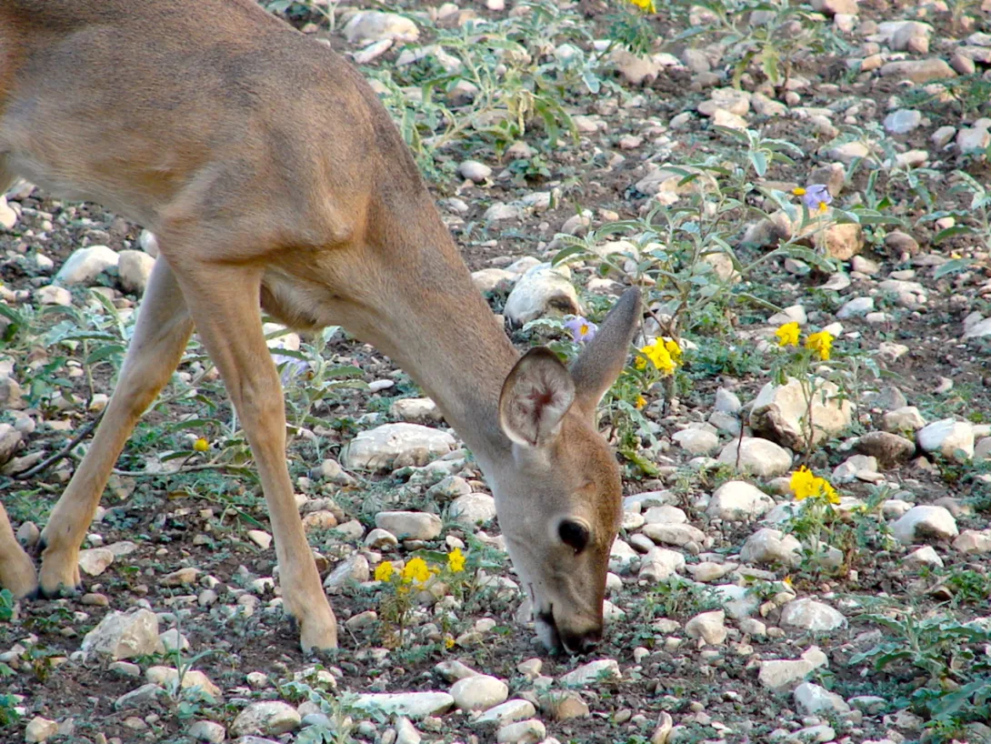 yearling white-tailed deer eating grass in rocky field