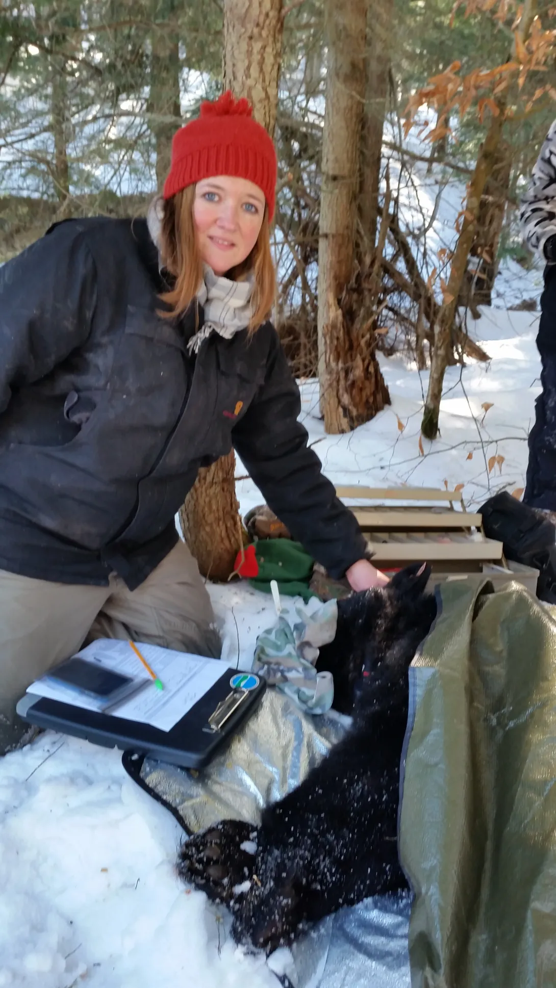 Dr Schuler in the field with a sedated black bear