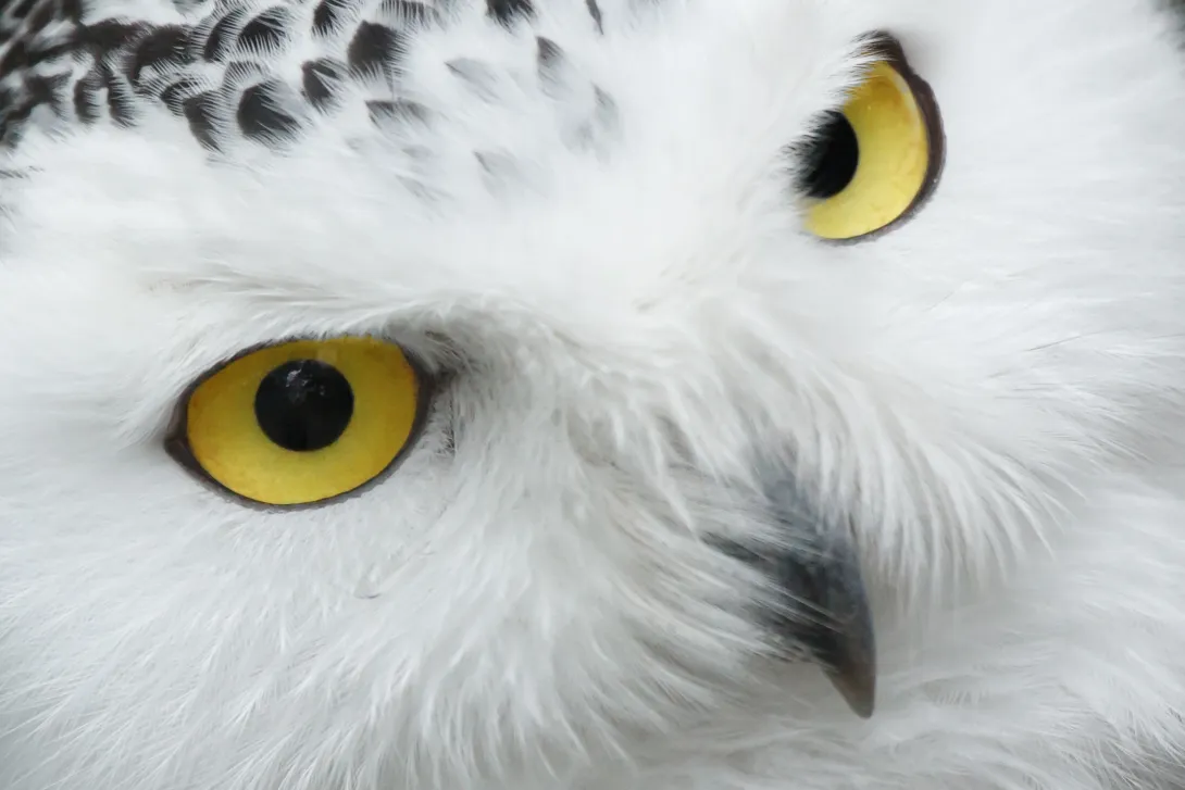 Snowy Owl close up