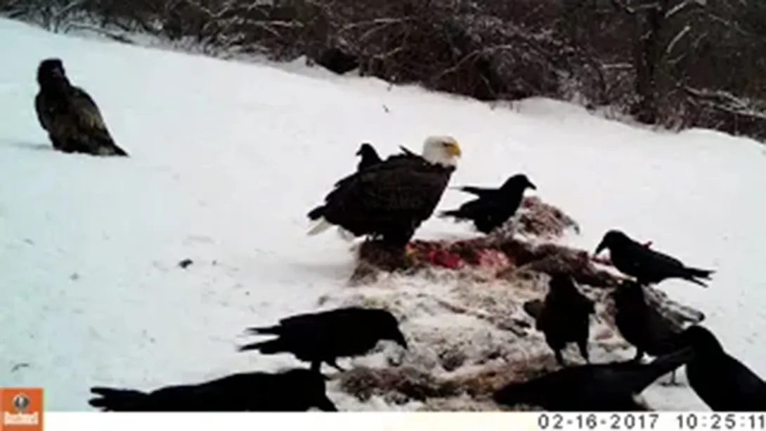 Thumbnail of eagles on carcass video slide