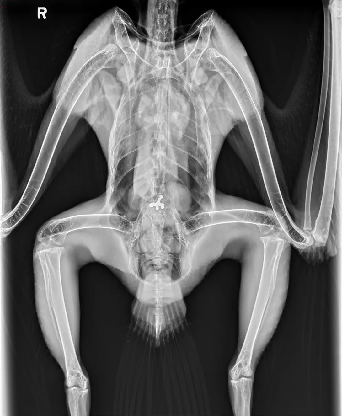 Radiograph of a bald eagle at the Janet L. Swanson Wildlife Health Center with stomach full of lead shot.