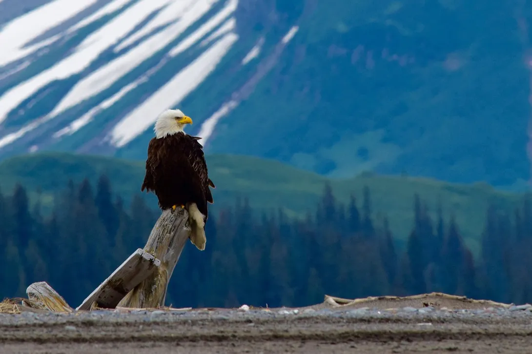 Bald eagle on tree stump