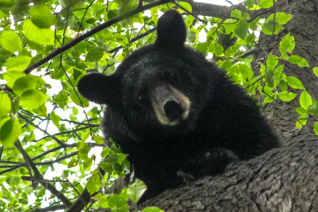 black bear looking down from a tree