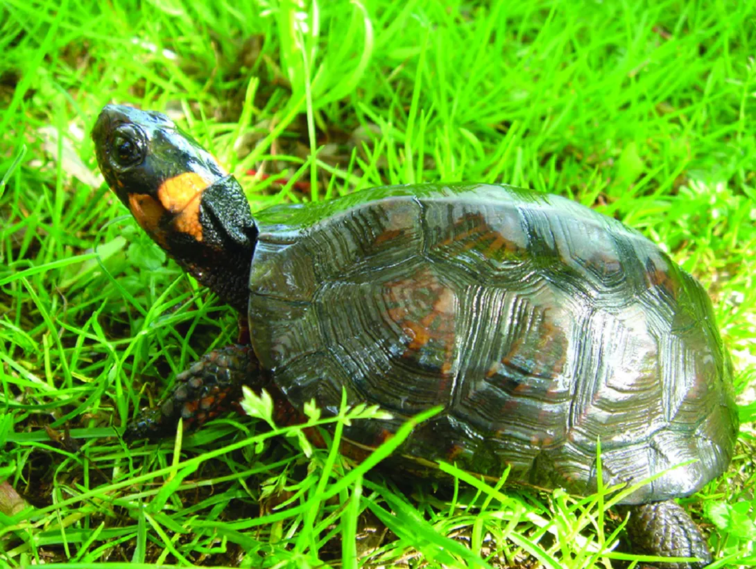 bog turtle in grass