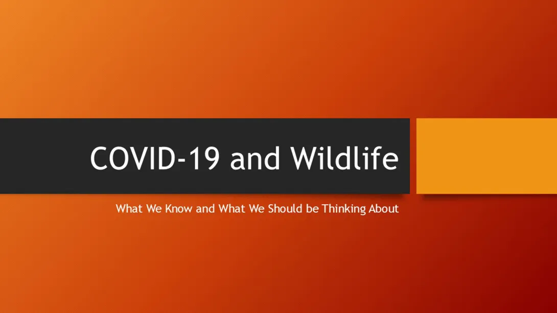 Thumbnail of COVID-19 title slide