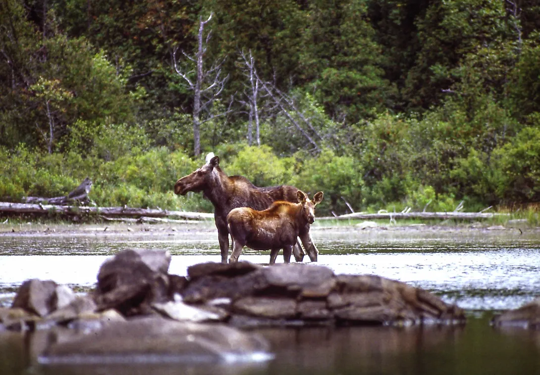Moose cow and calf at the water in the Adirondacks