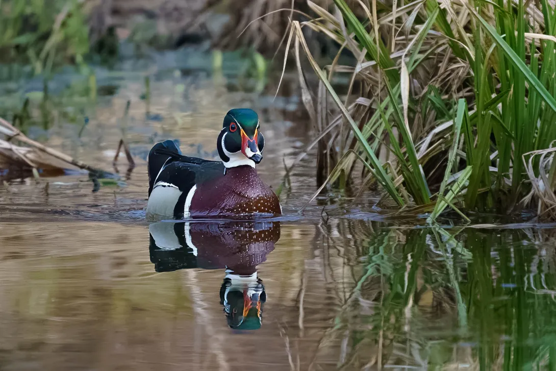 male woodduck in water