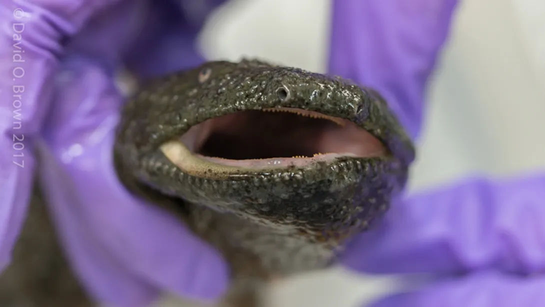 Close up of an Eastern hellbender's mouth
