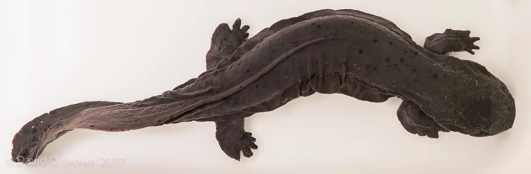 Eastern Hellbender salamander