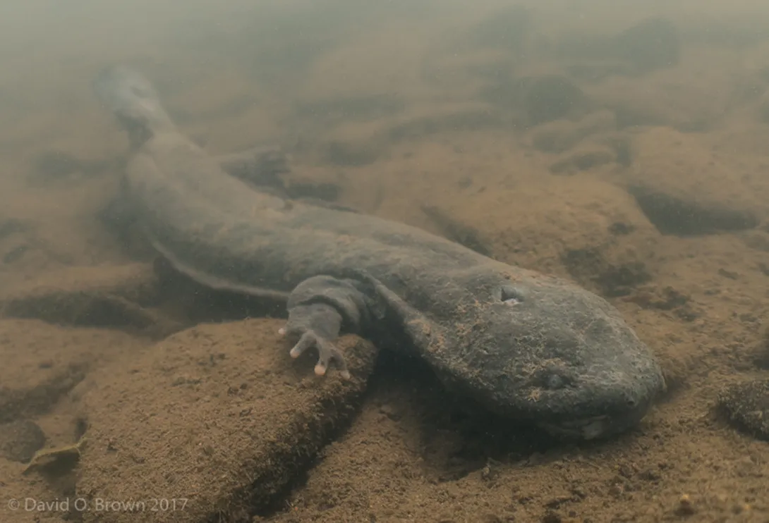 A deceased hellbender at the bottom of the river