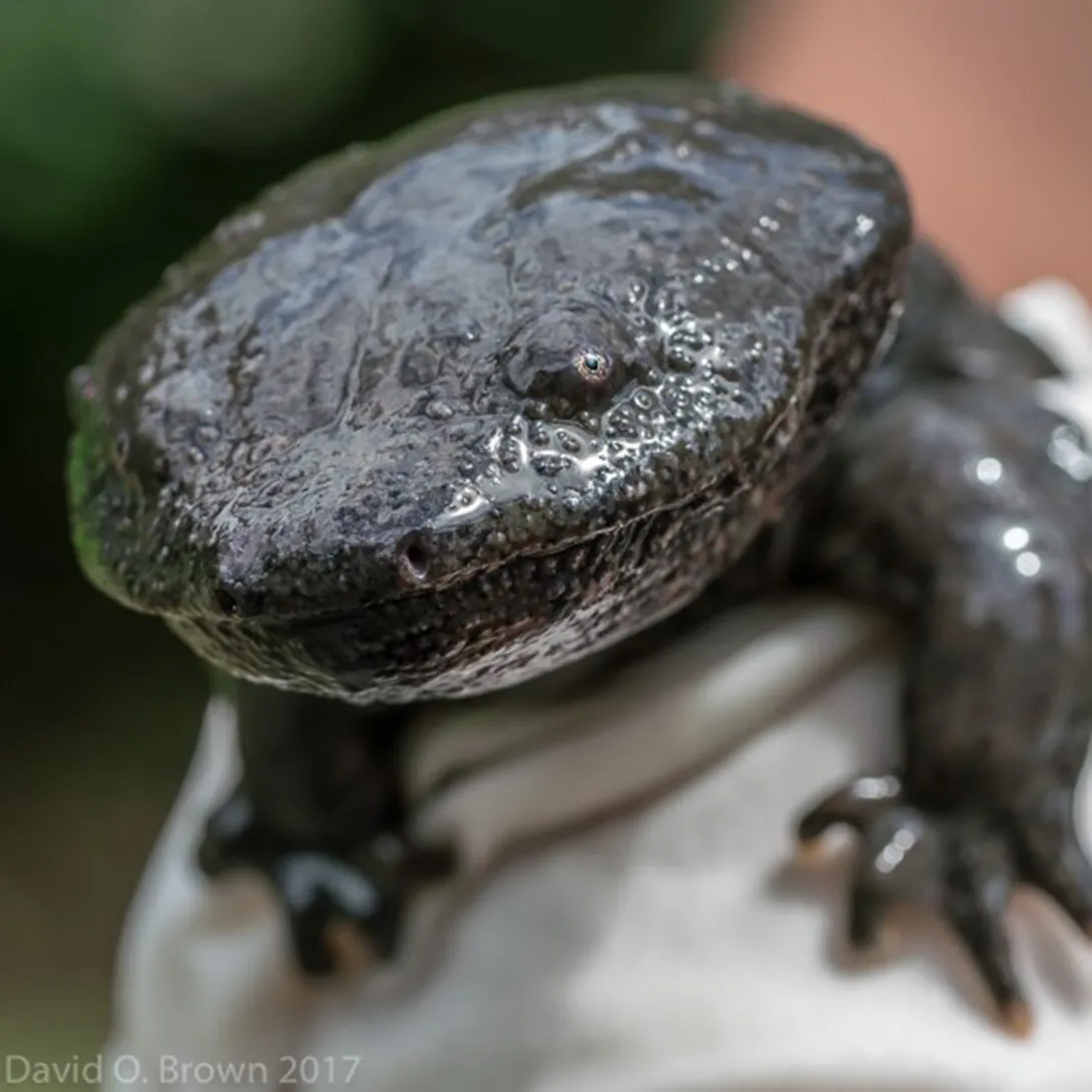 Eastern Hellbender salamander close up