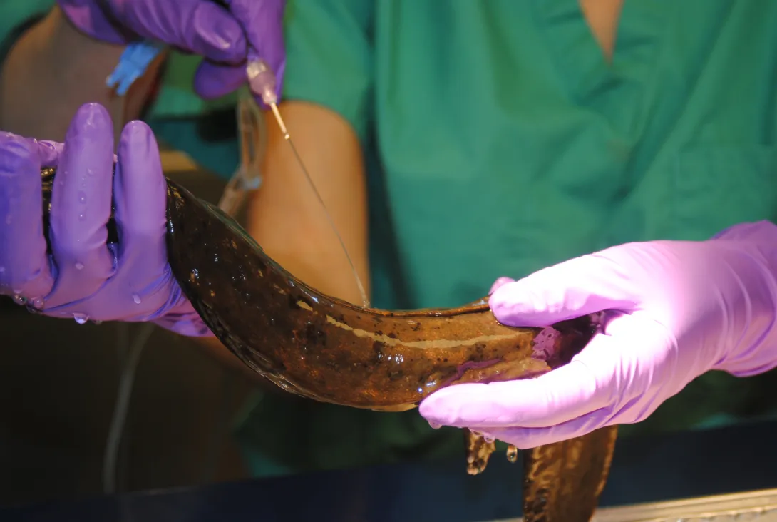 Preparing for transmitter surgery at the Janet L. Swanson Wildlife Health Hospital
