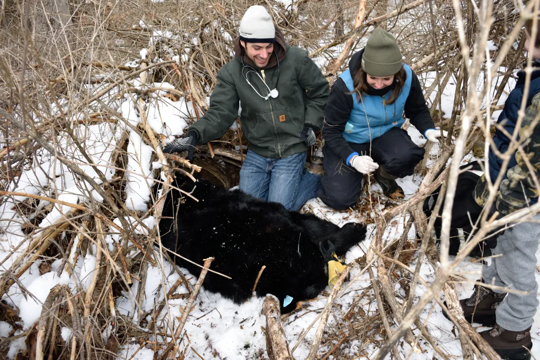 Checking sedated black bear in the field