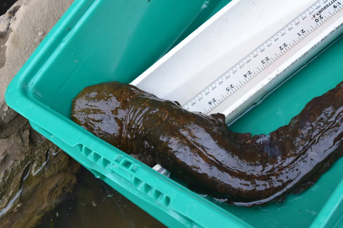 eastern hellbender in tub being measured