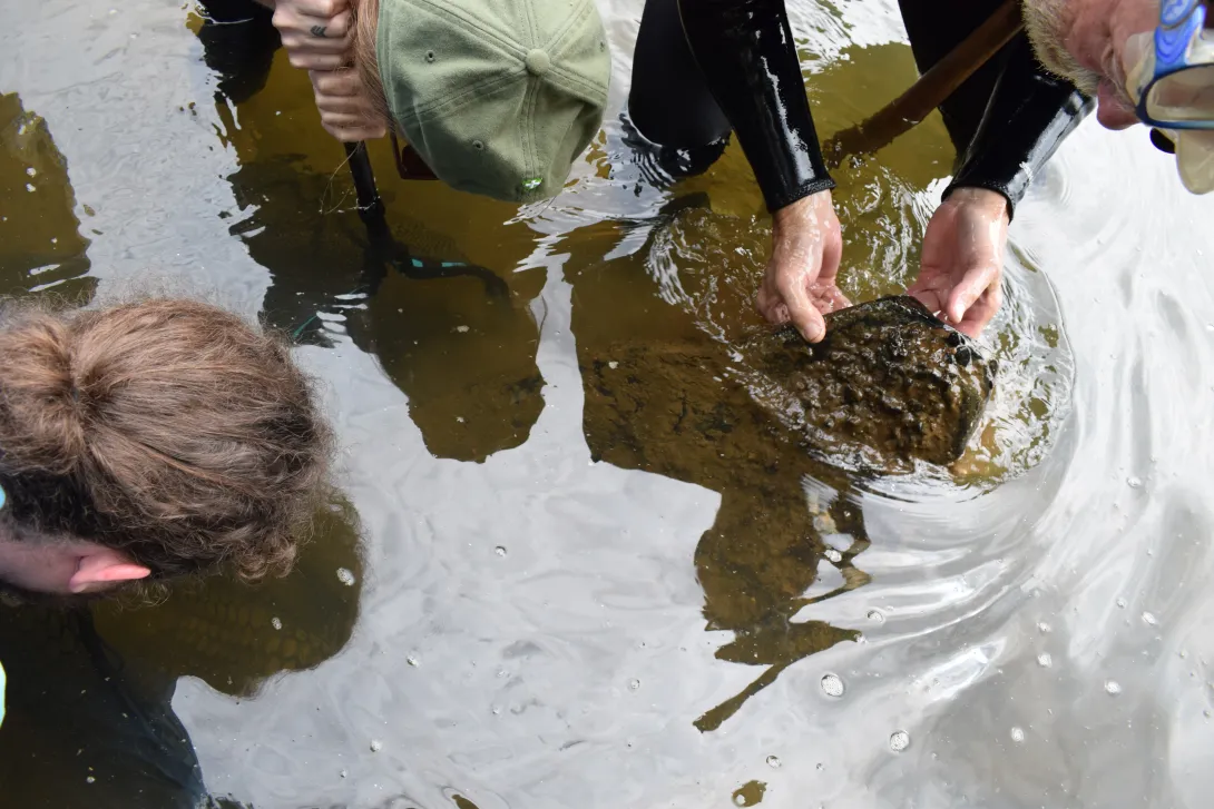 Lifting a large flat rock from the river