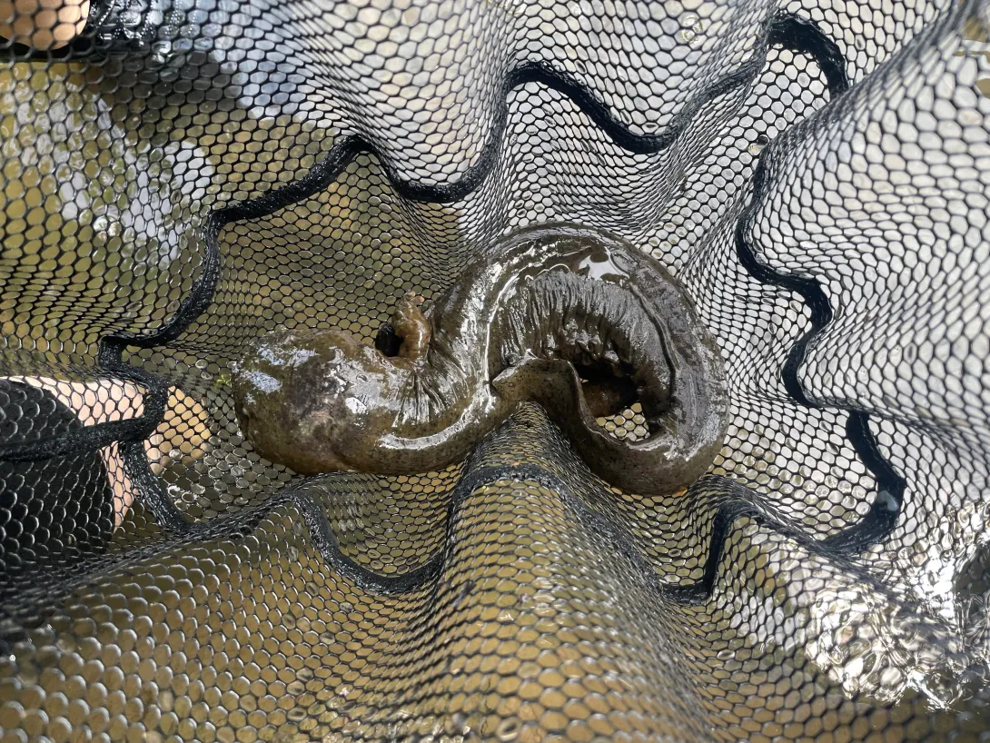 An Eastern hellbender carefully netted 