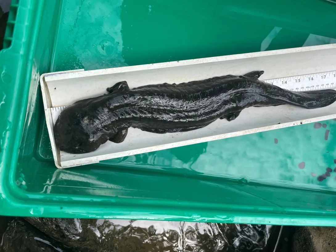 A hellbender in a container being measured