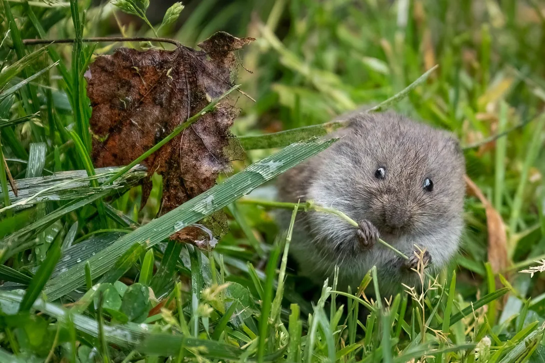 meadow vole in grass with leaf