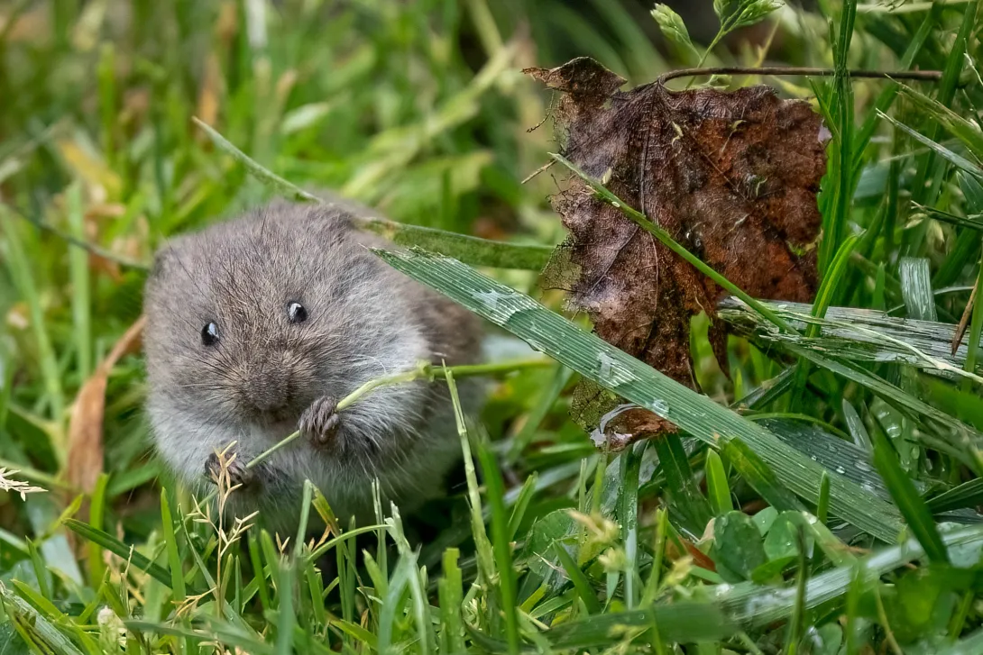 meadow vole in grass