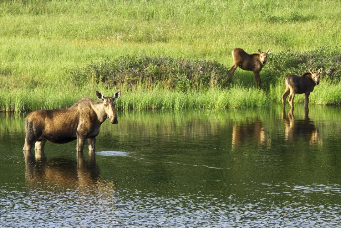 Moose cow in water with two calves