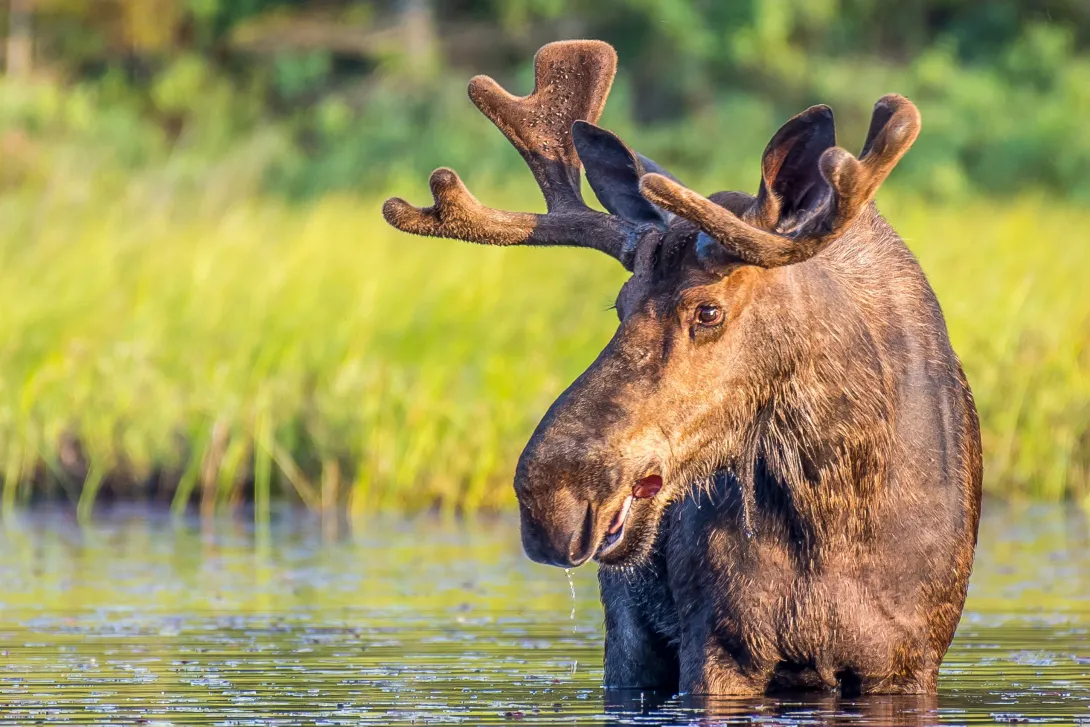 Bull moose in water