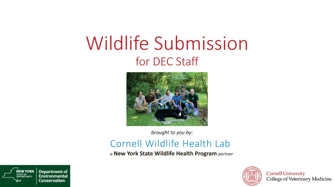 Thumbnail of Wildlife Submission title slide