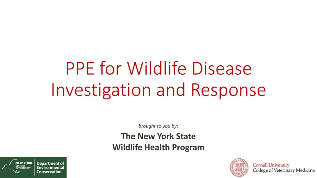 Thumbnail of PPE title slide