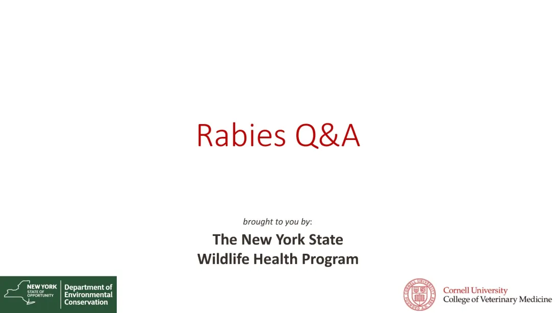 Thumbnail of Rabies Q&A title slide