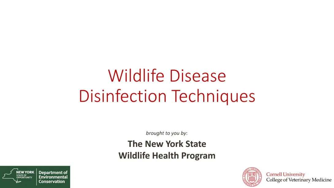 Thumbnail of Disinfection Techniques title slide