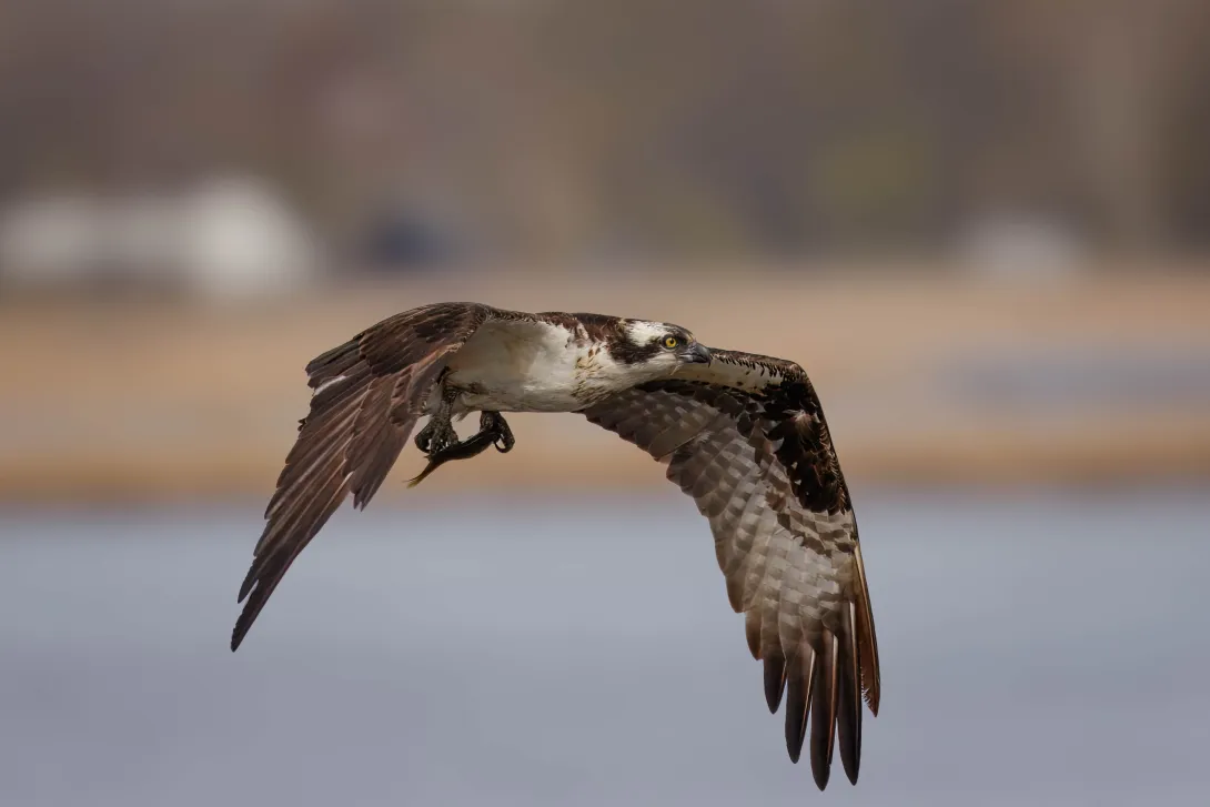 Osprey in flight