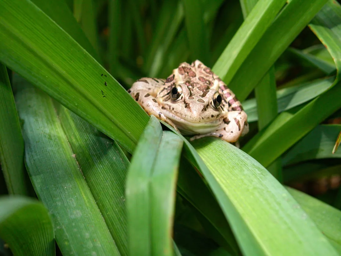 pickerel frog on leaves
