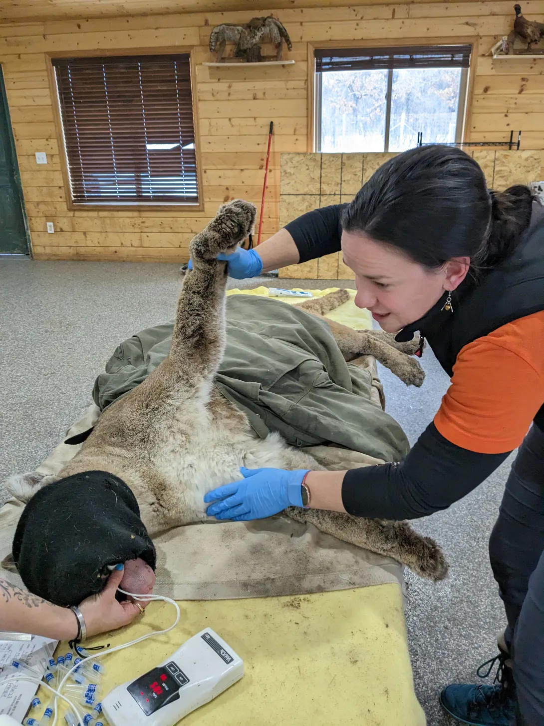 Dr. Bloodgood examines an adult mountain lion and prepares to take blood samples.