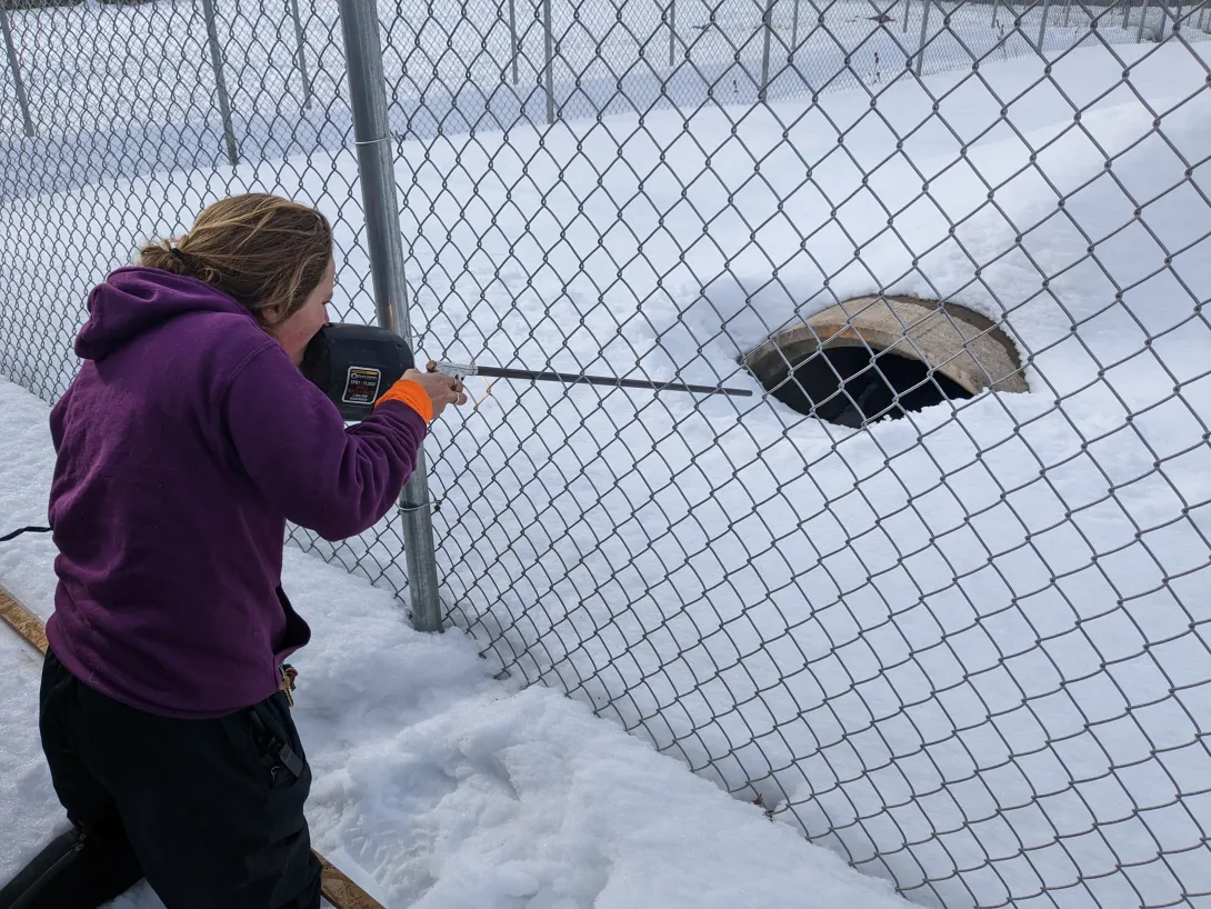 woman darting bear in tunnel