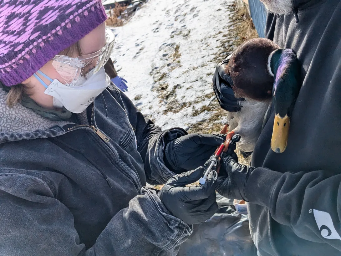 waterfowl sampling
