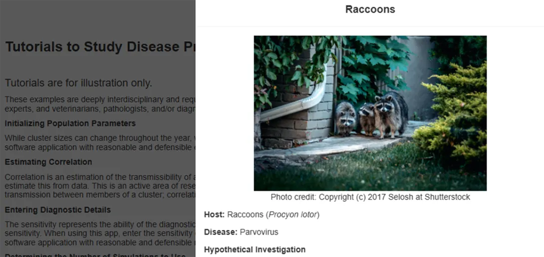 urban raccoon family near house