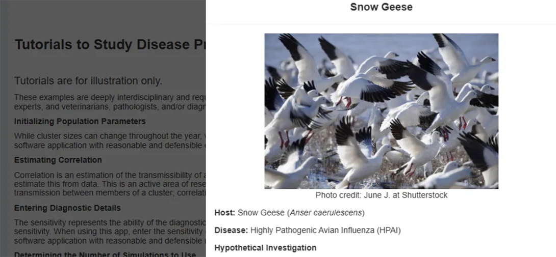 Flock of snow geese