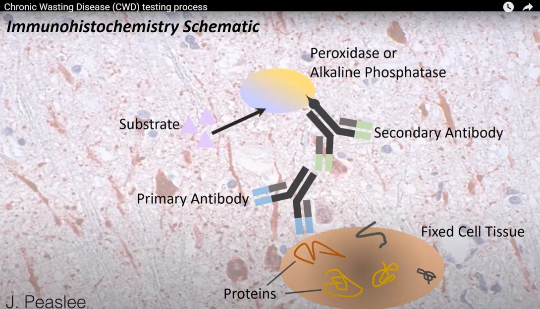 Thumbnail of CWD testing slide
