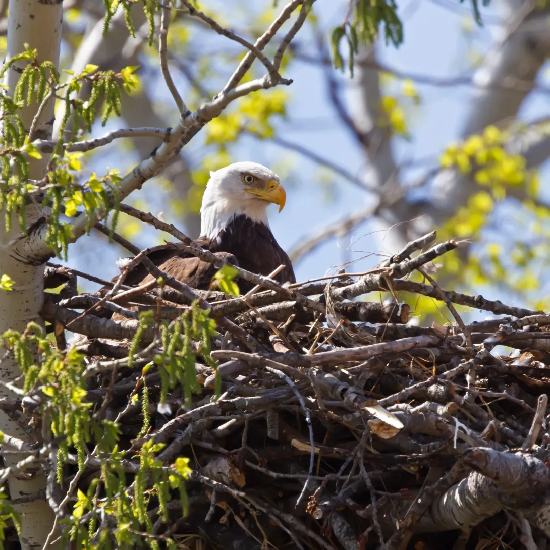 Bald eagle in a nest