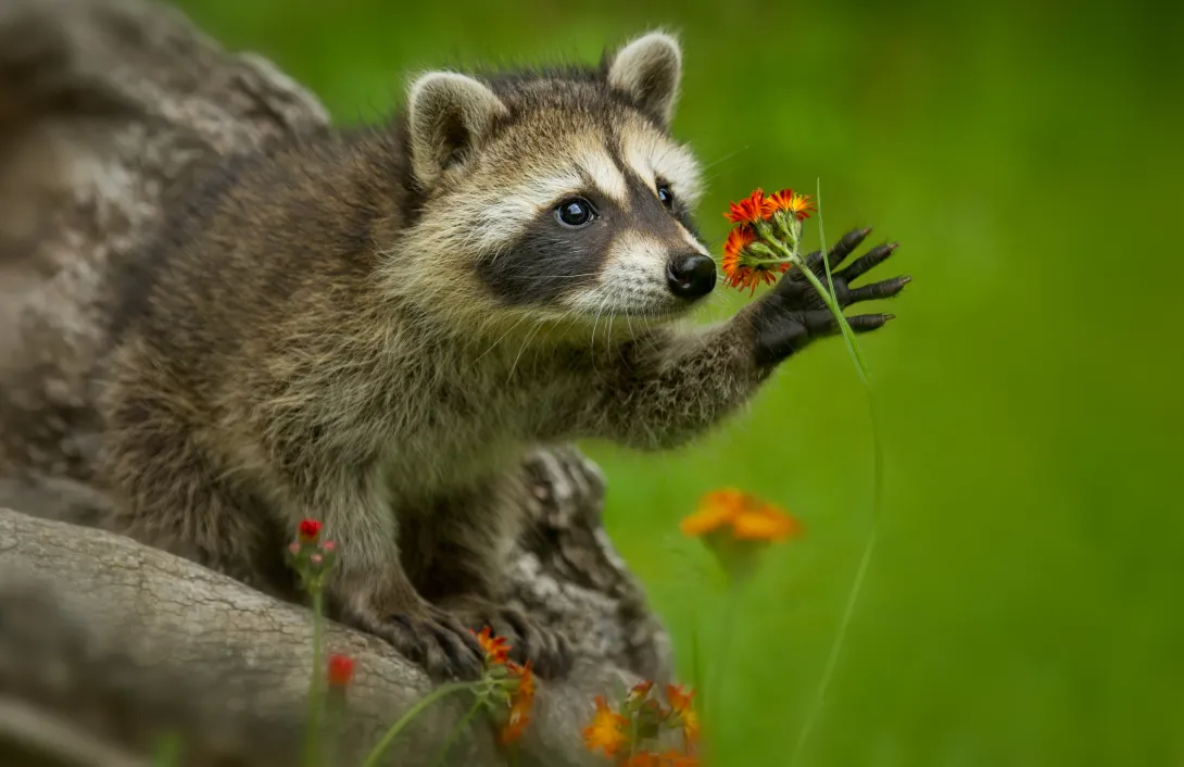 juvenile raccoon with orange flower