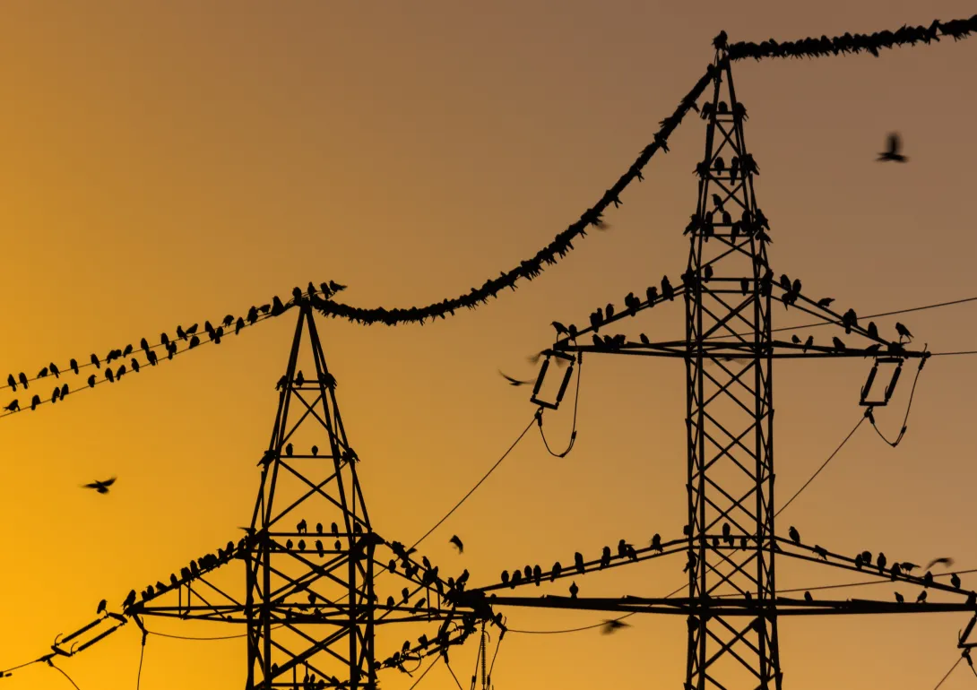 birds on power towers and lines at sunset