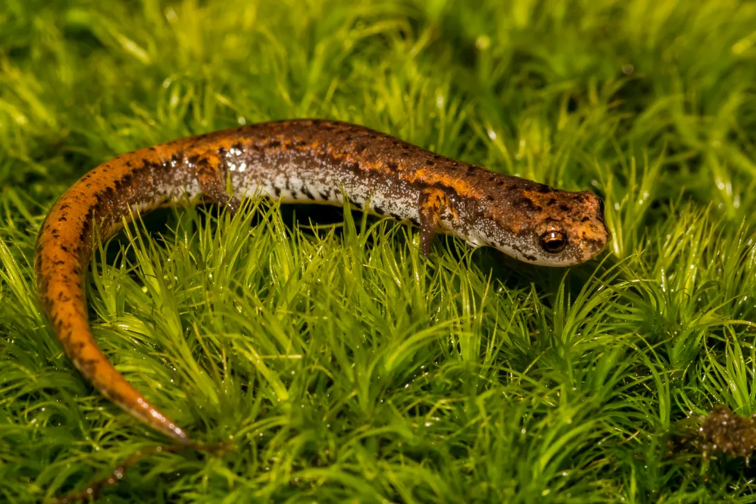 Four-toed salamander (Hemidactylium scutatum) in the field