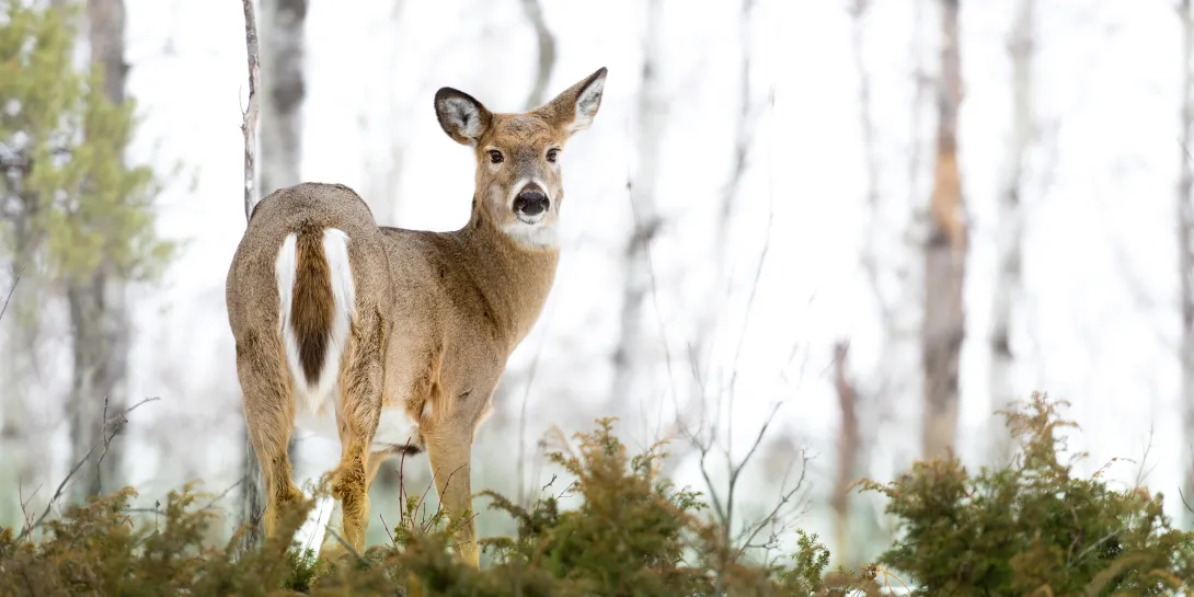 White-tailed doe on the landscape