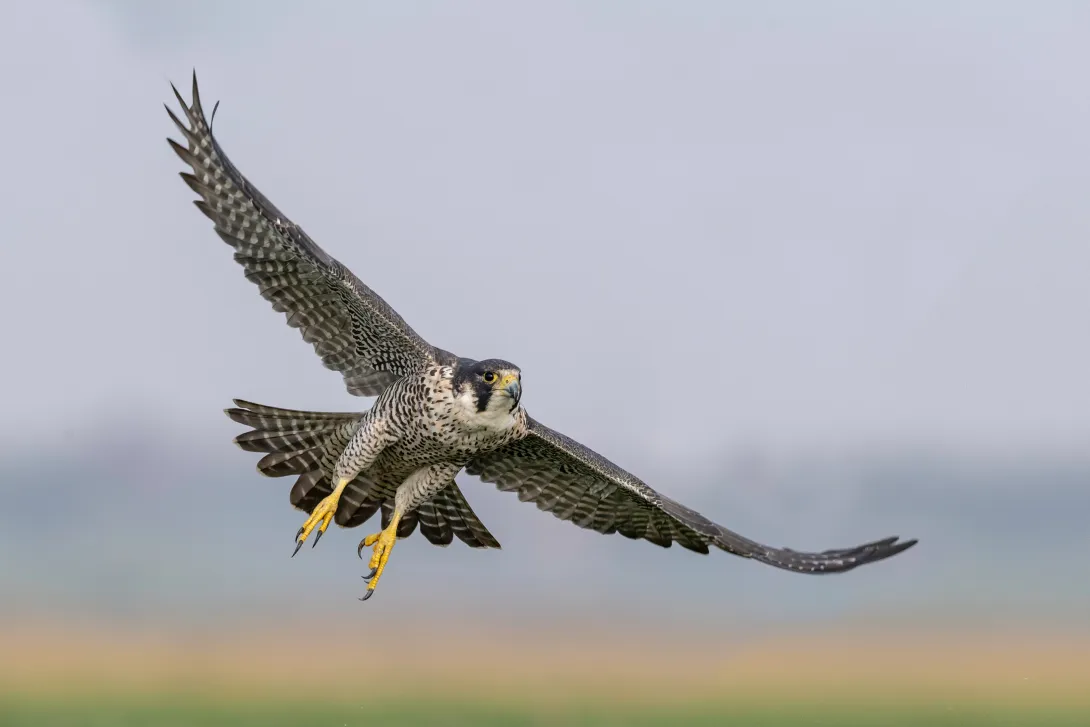 A peregrine falcon in flight
