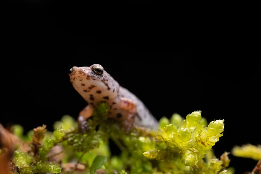 Four-toed Salamander (Hemidactylium scutatum) on moss