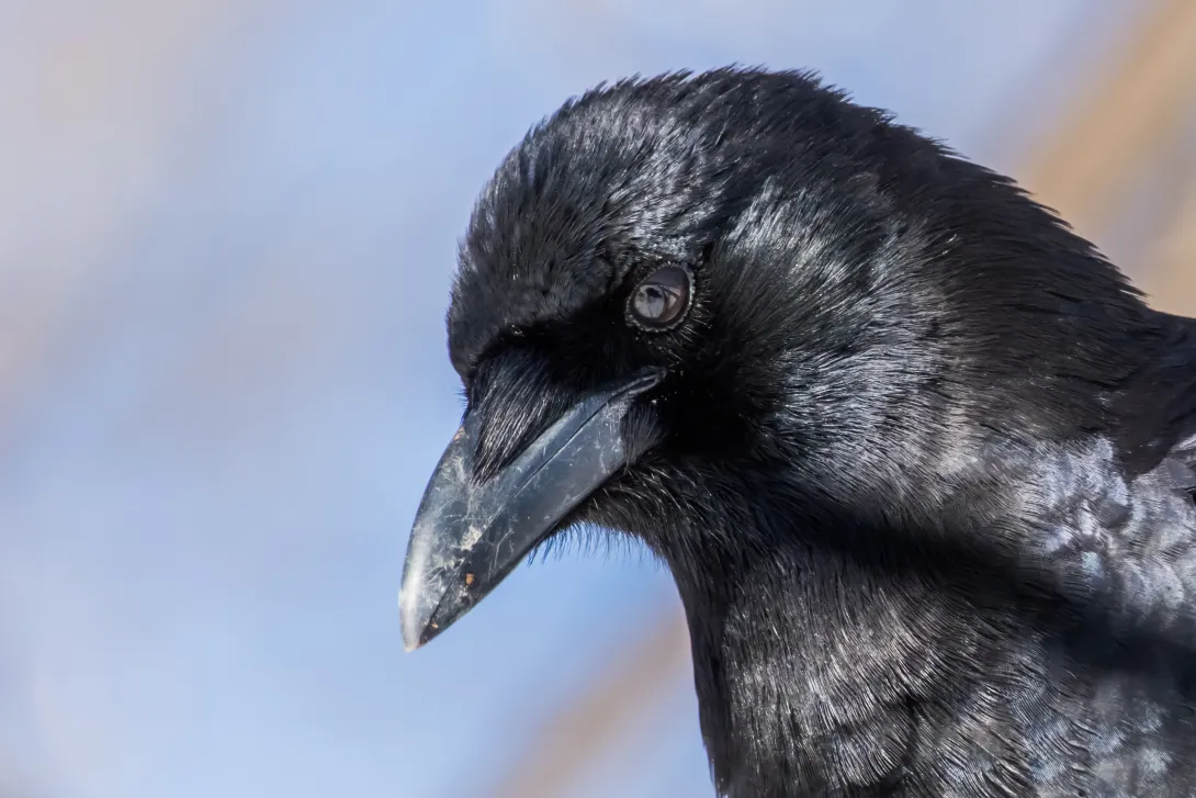 close up image of crow head