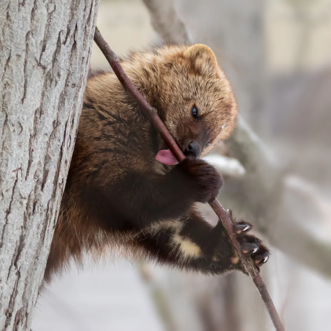 Fisher licking sap from small tree branch