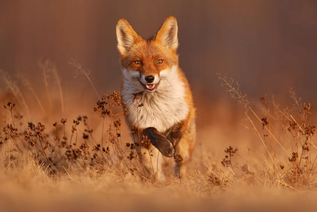 red fox running through field