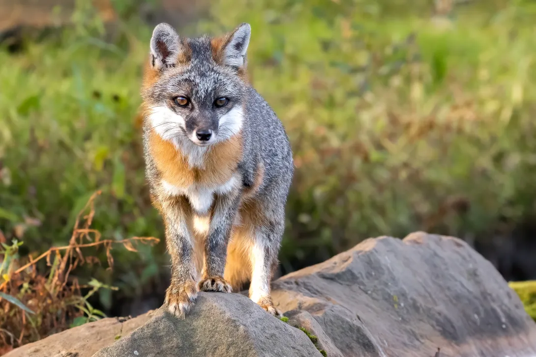 Gray fox on rocks