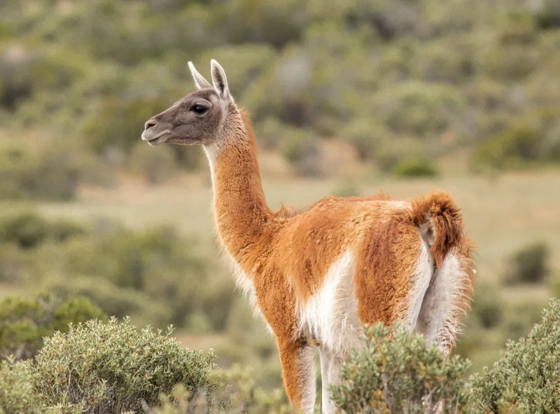Guanaco in scrubland